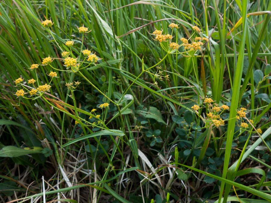 Bupleurum ranunculoides / Buplero ranuncoloide